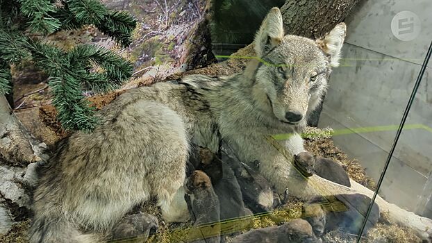 В Удмуртии насчитывается около 60 волков