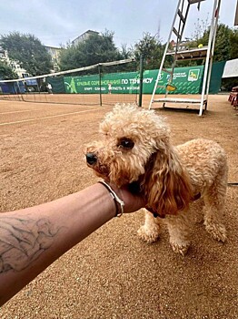 Жестокое обращение с собакой на передержке расследуют полиция и прокуратура во Владивостоке