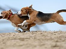 Кинолог рассказал, безопасно ли чипирование для питомцев