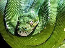 Питона весом 40 кг поймали на охоте за курицами