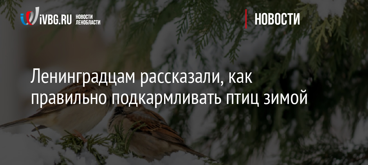 Ленинградцам рассказали, как правильно подкармливать птиц зимой