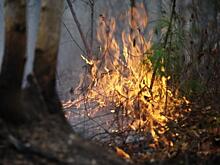 Пребывание в лесах ограничили в Забайкалье