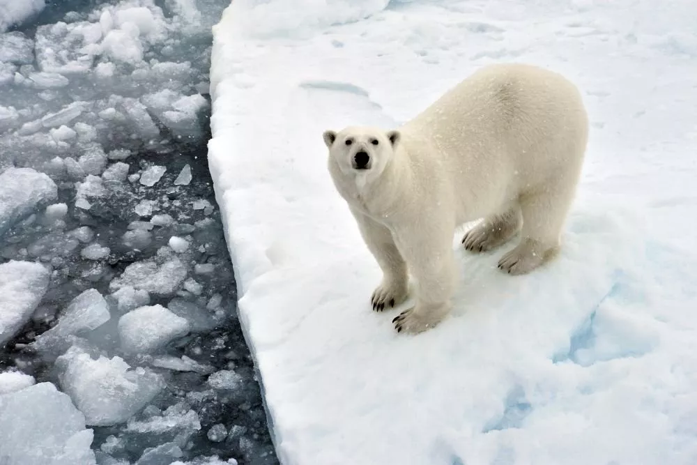 Встречающих экипаж российского ледокола белых медведей сняли на видео