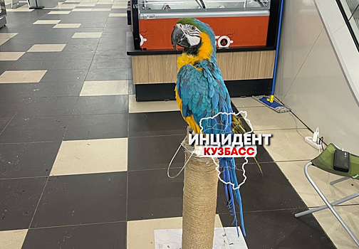 Кемеровчанин обеспокоился плохим содержанием животных из ТЦ