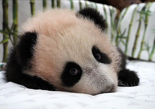 Как посмотреть панду Катюшу в Московском зоопарке, почему ее скрывают