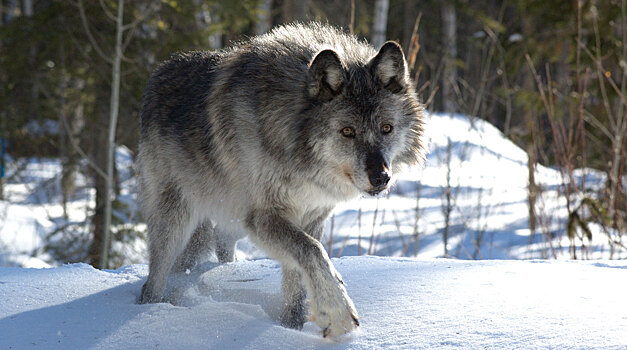 В кишечнике диких волков нашли потенциальное лекарство для собак