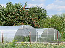 Как правильно расположить две теплицы на участке