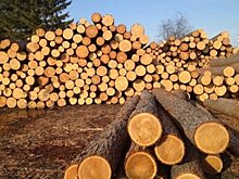 На лесопромышленный комплекс Башкирии потребуется 83 млрд рублей