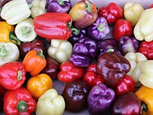 Спасите наши перцы: как оживить болгарский перец с помощью воды