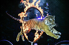 В цирках хотят отыскать недокормленных тигров и медведей