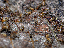 Почему без термитов и муравьев не было бы цивилизации