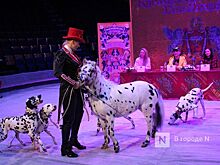 Возвращение «Бурлеска»: Нижегородский цирк открывается уникальным шоу Гии Эрадзе