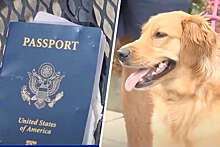 UPI: в США собака съела паспорт хозяина за неделю до его свадьбы