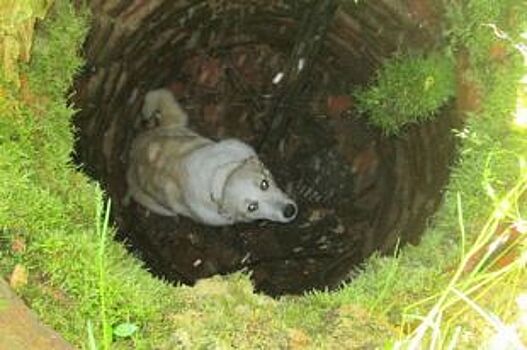 Спасатели Уфы вытащили из ямы собаку