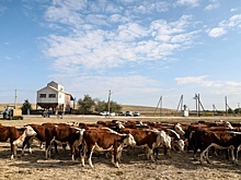 Сельхозкооперативы Волгоградской области получат господдержку