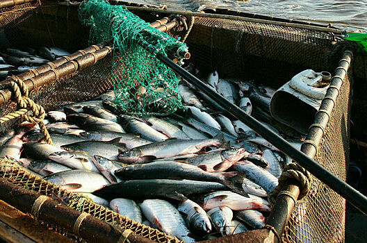 Росрыболовство установит квоту на вылов рыбы по международным договорам