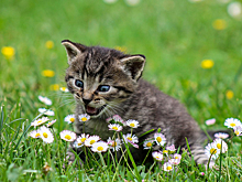 Штрафом за расстрел котенка отделался житель Барабинска