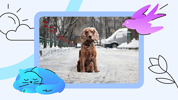 Что делать, если сбежала домашняя собака