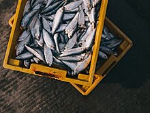 В России возникли проблемы с перевозкой рыбы с Дальнего Востока