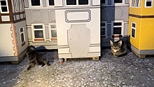 «Умирают пачками в бутафорских домиках»: жители Зеленоградска — о гибнущих от болезней и холода кошках
