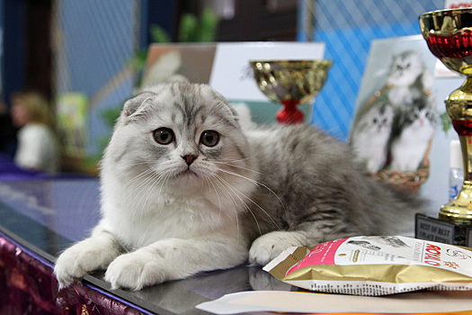 Суд запретил жителю Москвы держать в квартире 30 кошек