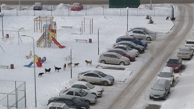 Во дворе дома в Солнечном-2 собаки «захватили» детскую площадку