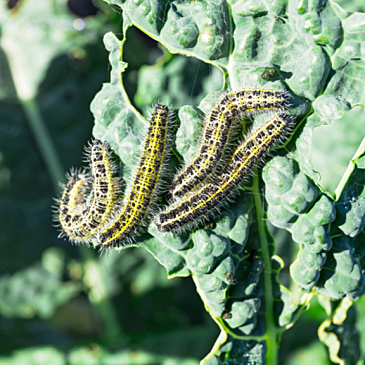 Четыре вида гусениц, которые могут уничтожить капусту. Рассказываем, как от них избавиться