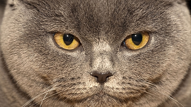 Кошки съели пожилую хозяйку в Подмосковье