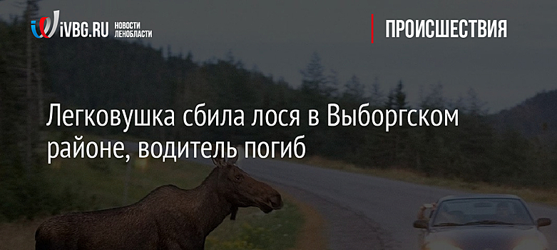 Легковушка сбила лося в Выборгском районе, водитель погиб