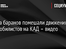 Группа баранов помешали движению автомобилистов на КАД – видео