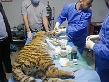 Приморские врачи провели уникальные операции по спасению раненого тигрёнка