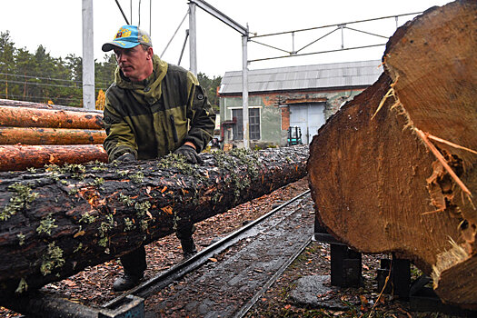 Устаревшая база лесных ресурсов затормозила развитие отрасли на Урале