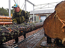 Устаревшая база лесных ресурсов затормозила развитие отрасли на Урале