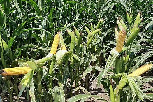 Чем опасен Т-2 токсин в кормовой кукурузе