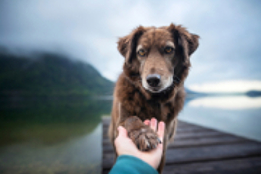 Генетика подсказала, как собаки подружились с человеком