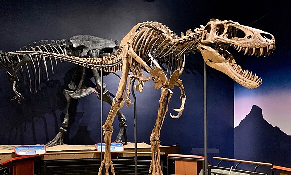 Новые хищники, окаменелые сосуды и последний обед травоядного: открытия из мира динозавров в 2025 году