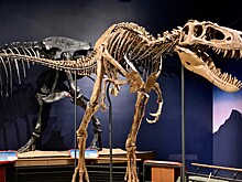 Новые хищники, окаменелые сосуды и последний обед травоядного: открытия из мира динозавров в 2025 году