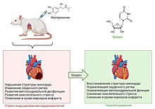 В МарГУ изучают новые способы защиты сердца от стресса