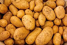Новые сорта картофеля тестируют в Вологодской области