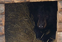 Омские медведи в Большереченском зоопарке не могут уйти в спячку из-за малоснежной зимы (Видео)