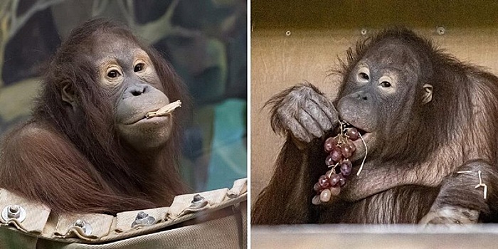 Орангутан Мишель отметила свой 16-й день рождения в зоопарке Новосибирска