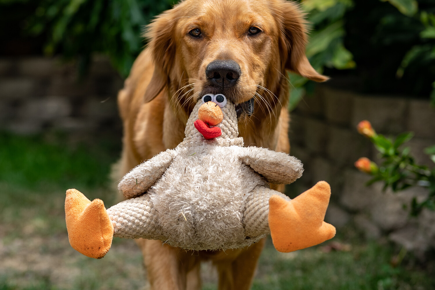 PLOS One: 15 минут игры с собакой снижают уровень стресса на 33,5%