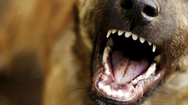 Зоозащитники затравили фермера Олега Сироту из-за отстрела бродячих собак
