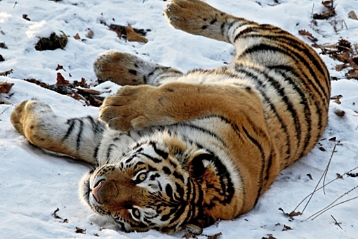 Власти Хабароского края просят изъять тигров из дикой природы
