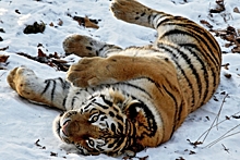 В Хабаровском крае ведется проверка после гибели двух тигрят