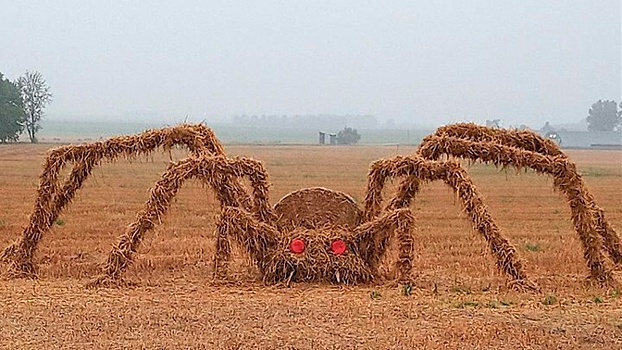 Гигантский паук появился на поле в Белоруссии