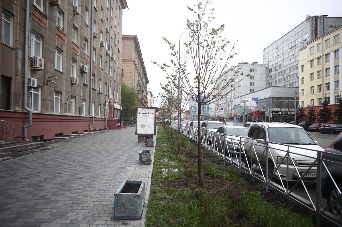 На Вокзальной магистрали в Новосибирске завершено обустройство липовой аллеи