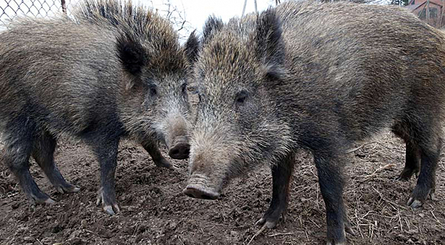 Правительство объявило войну кабанам