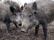 Правительство объявило войну кабанам