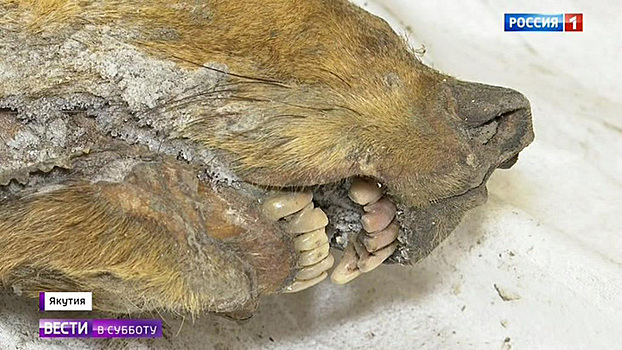 Нашли голову с мозгом: ученые попробуют вывести волка, жившего 42 тысячи лет назад